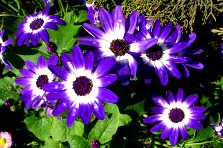 purple-and-white cinerarias