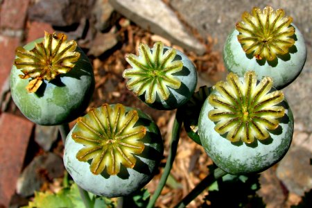 poppy seedpods photo