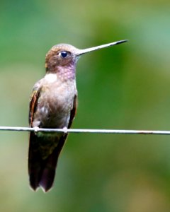Brown Inca, (Coeligena wilsoni) - 260A2241
