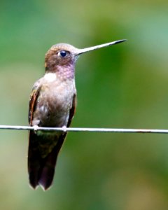 Brown Inca, (Coeligena wilsoni) - 260A2241 photo