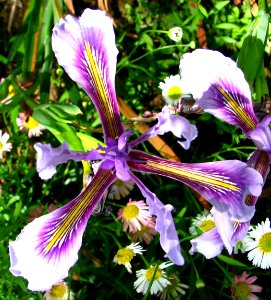 purple-and-white dwarf iris 3 photo