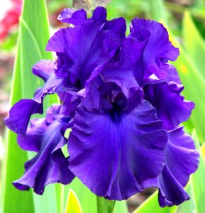 purple bearded iris 2