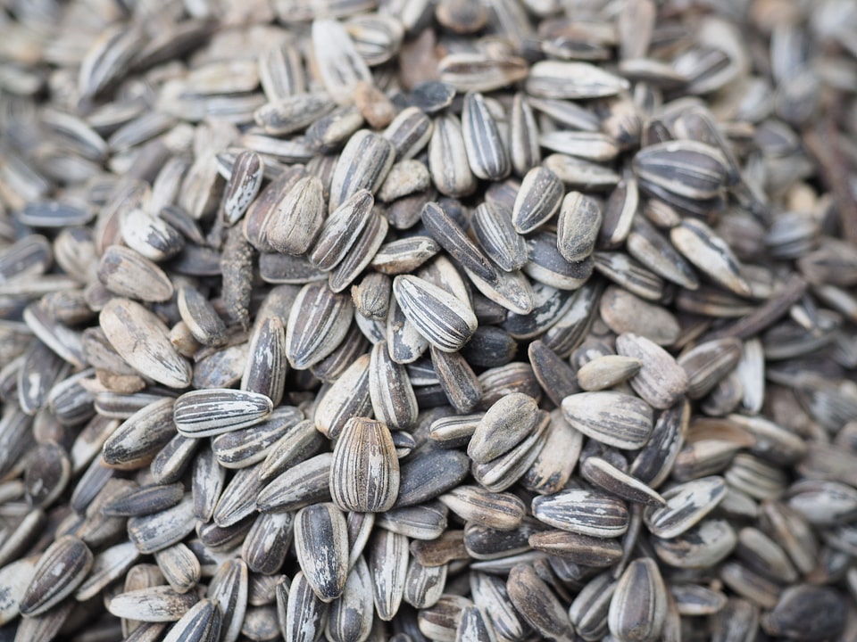 Bird seed seeds food