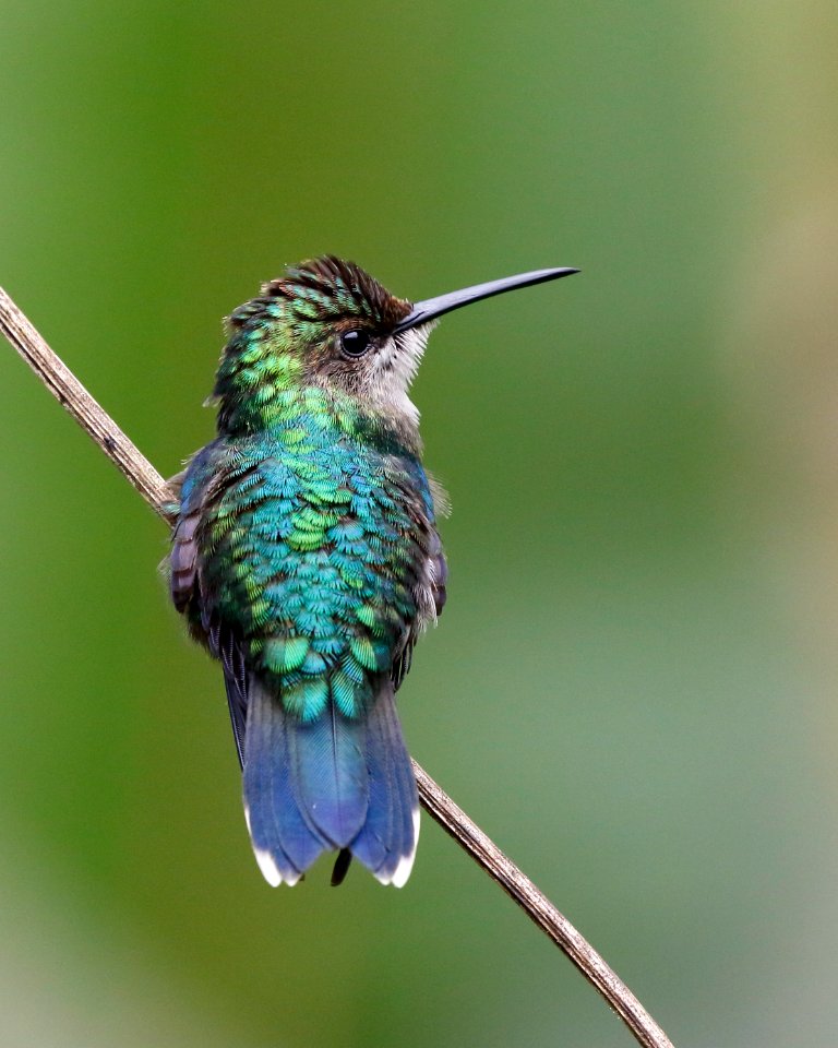 (Green-) Crowned Woodnymph (f), (Talurania fannyi) - 260A1997