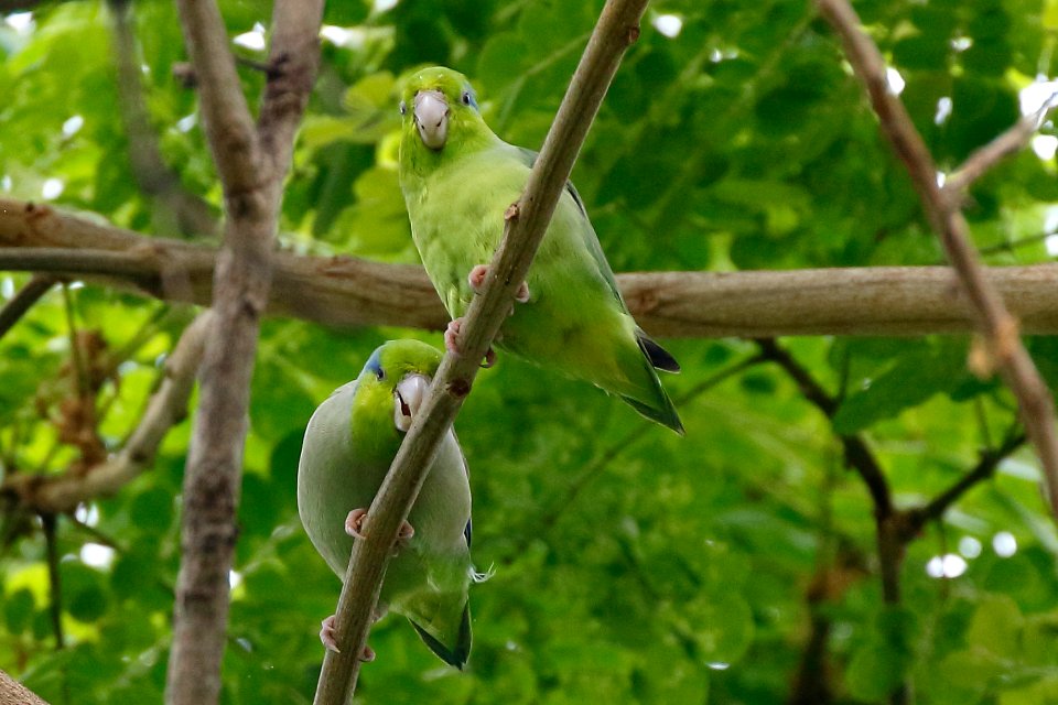 Pacific Parrotlet, Forpus coelestis - 260A3181