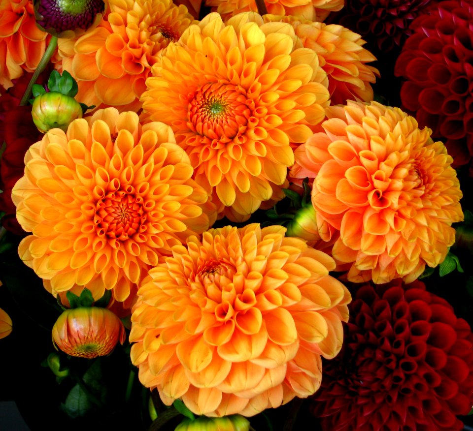 orange pompom dahlias