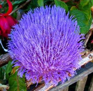 artichoke flower photo