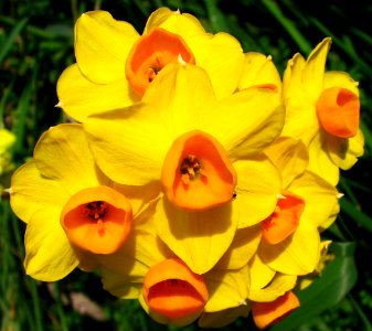 yellow miniature daffodils with orange photo
