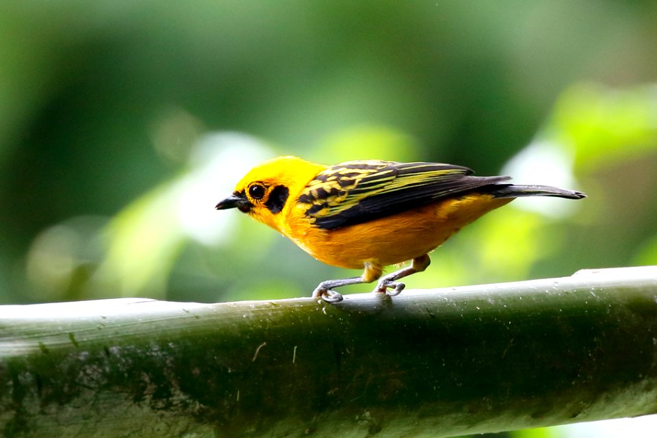 Golden Tanager, Tangar Arthus - 260A2513