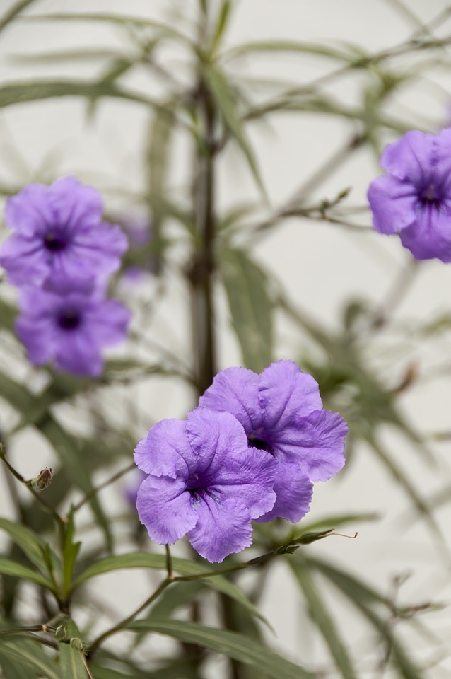 Purple flowers violet color