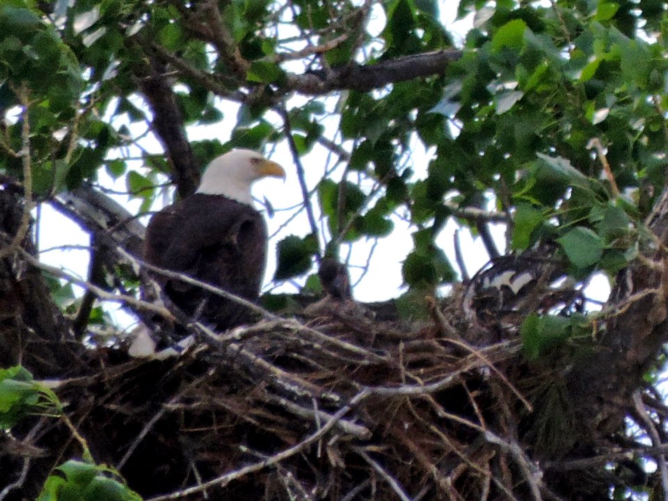 NEWS RELEASE PHOTO Nesting eagles close Monument campgrounds PHOTO by Jonathan Moor