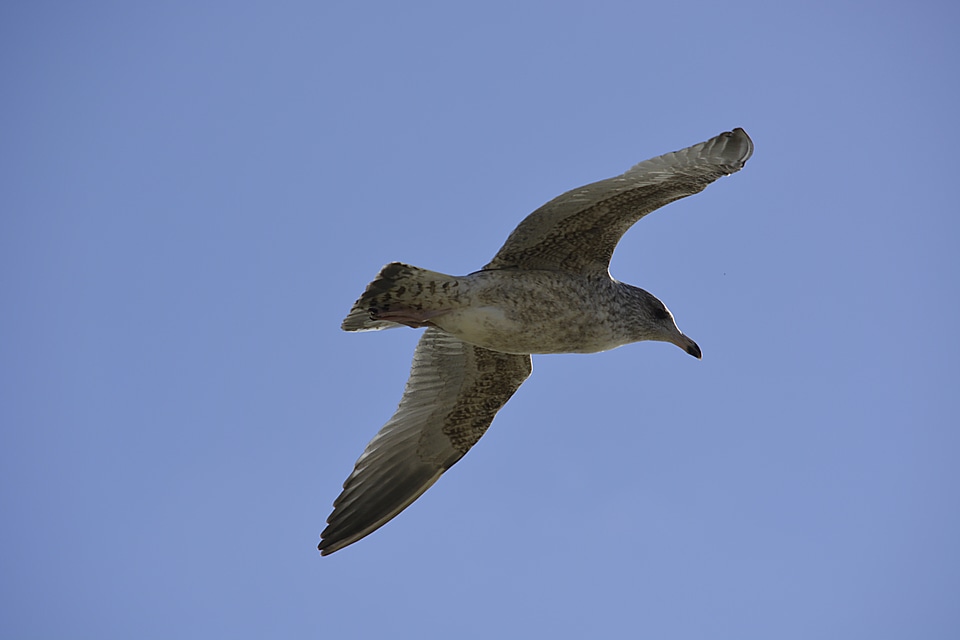 Nature seagull animal