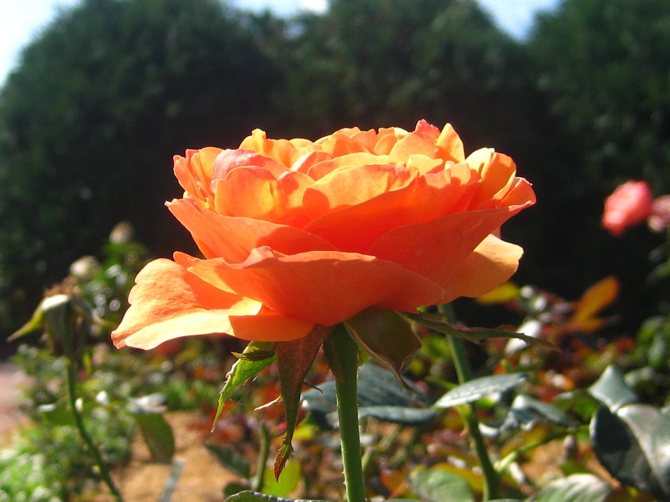 Floral flower garden colorful