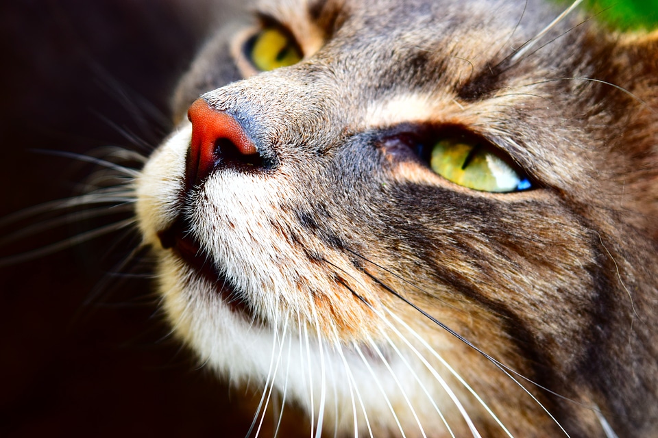 Tiger close up animal