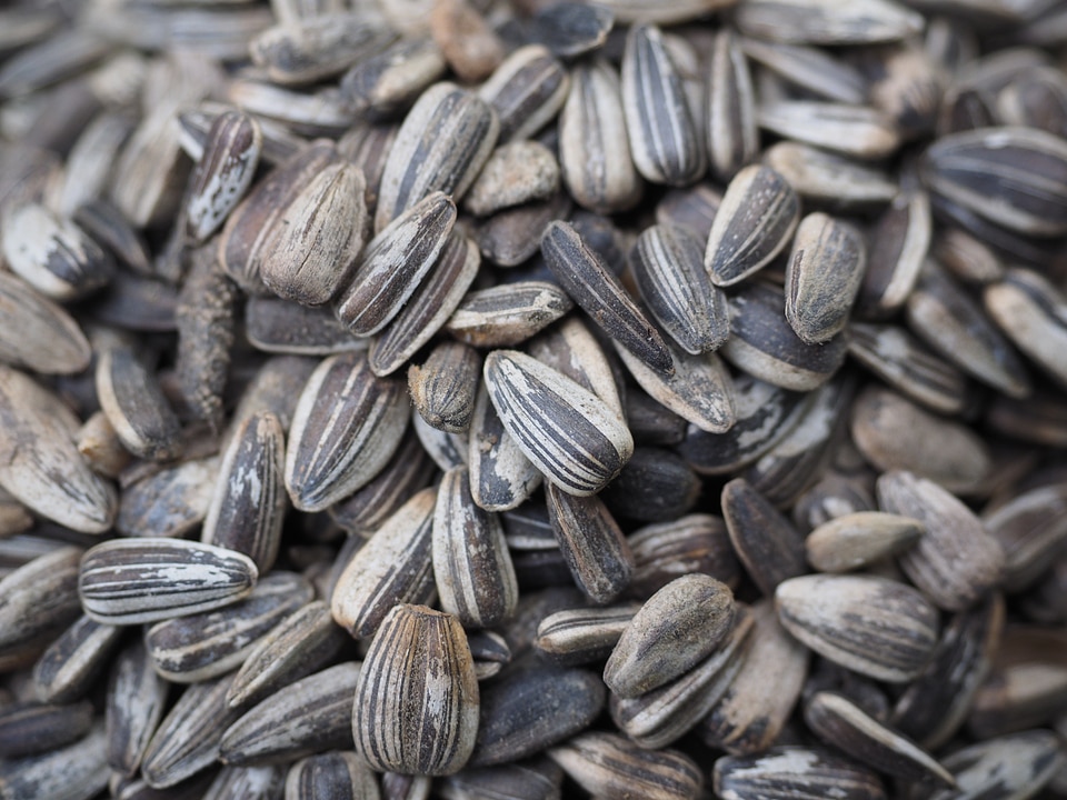 Bird seed seeds food