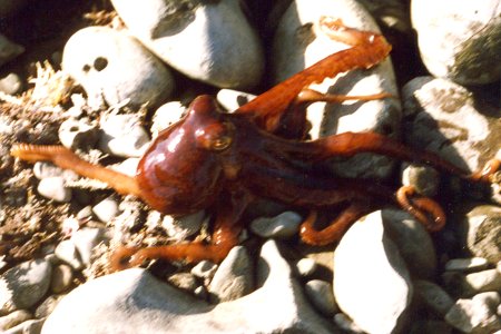 tiny red octopus in tidepool photo