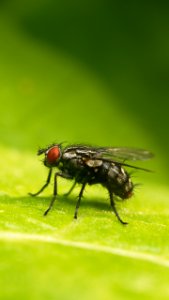 Flesh Fly (Sarcophaga carnaria) ...HFDF! photo