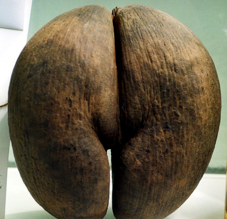 split coconut (Butt of the Goddess)