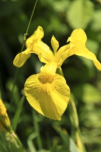 Yellow iris flower color