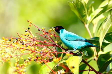 Green Honeycreeper (m)