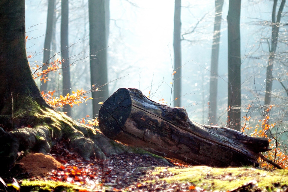 Leaves trees autumn forest