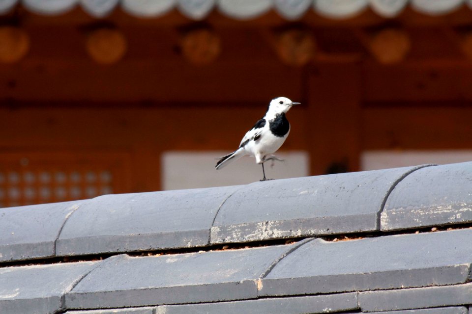 알락할미새 여름새 조류 White Wagtail Motacilla alba Linnaeus