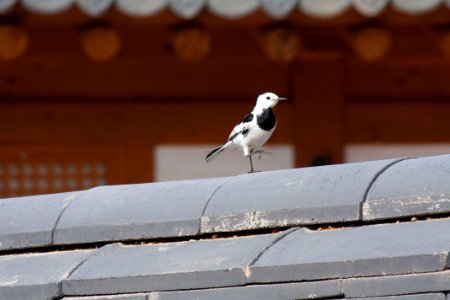 알락할미새 여름새 조류 White Wagtail Motacilla alba Linnaeus
