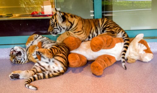 Tiger cubs - Dreamworld photo