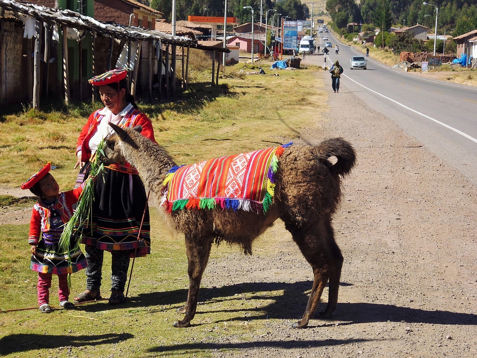 Alpaca sacred valley nature
