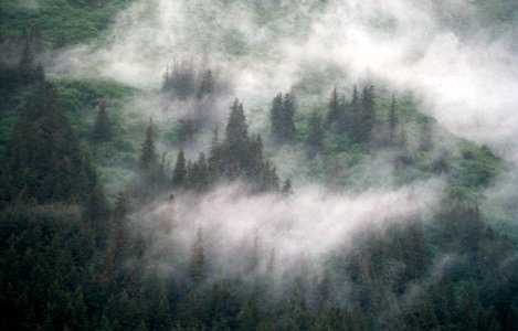 trees and fog photo