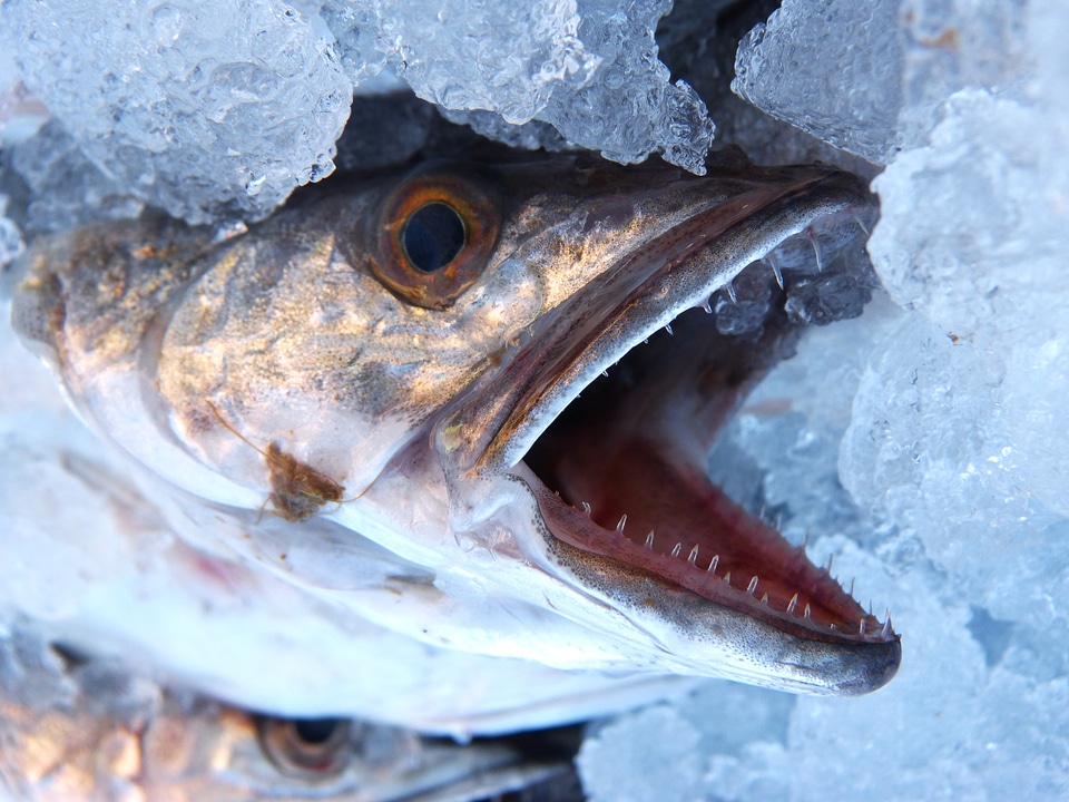 Mouth threat by the mouth dies the fish