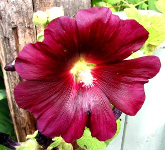 maroon hollyhock photo