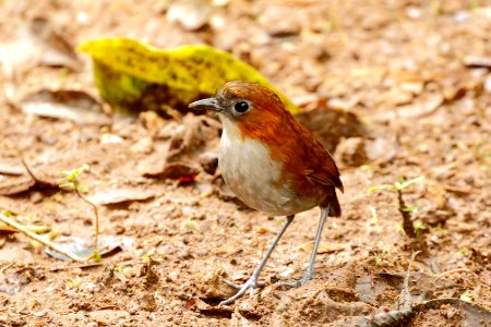 White-bellied Antpitta (Grallaria hypoleuca)