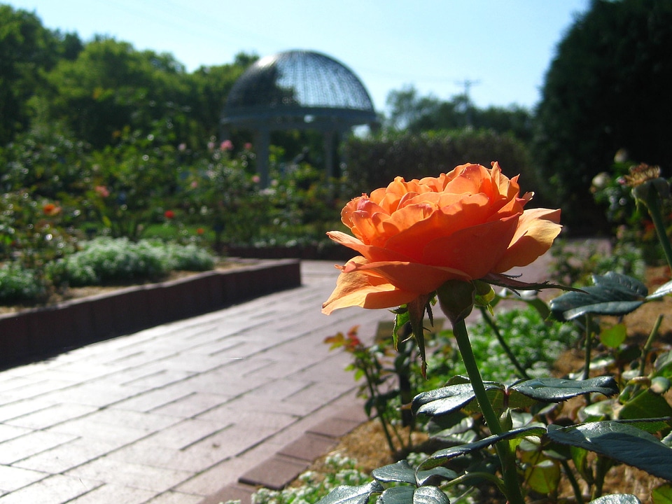 Floral flower garden park