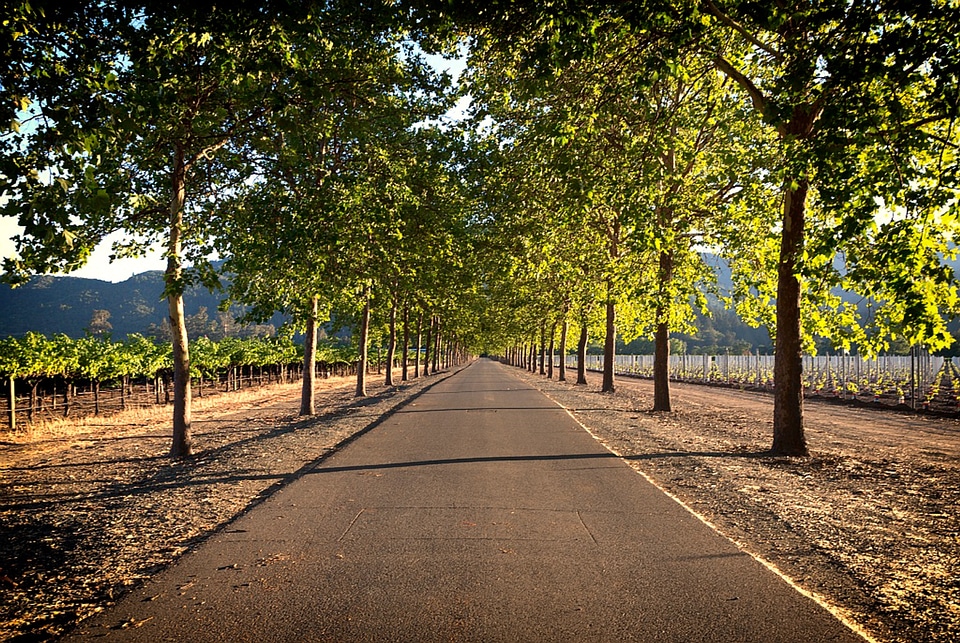 Landscape fields tree canopy