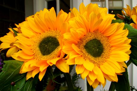 sunflowers 1
