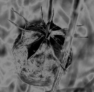 fearsome solarized seedpod