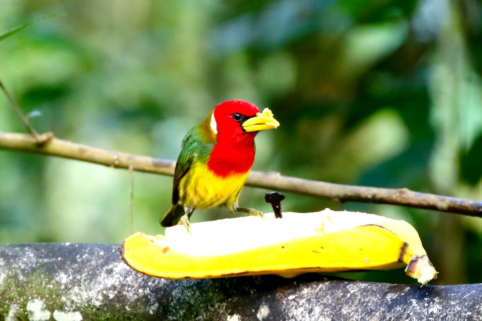Red-headed Barbet (m), Eubucco bourcierrii - 260A2259