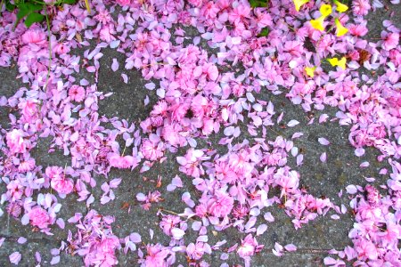 fruit tree blossoms (pink snow) photo