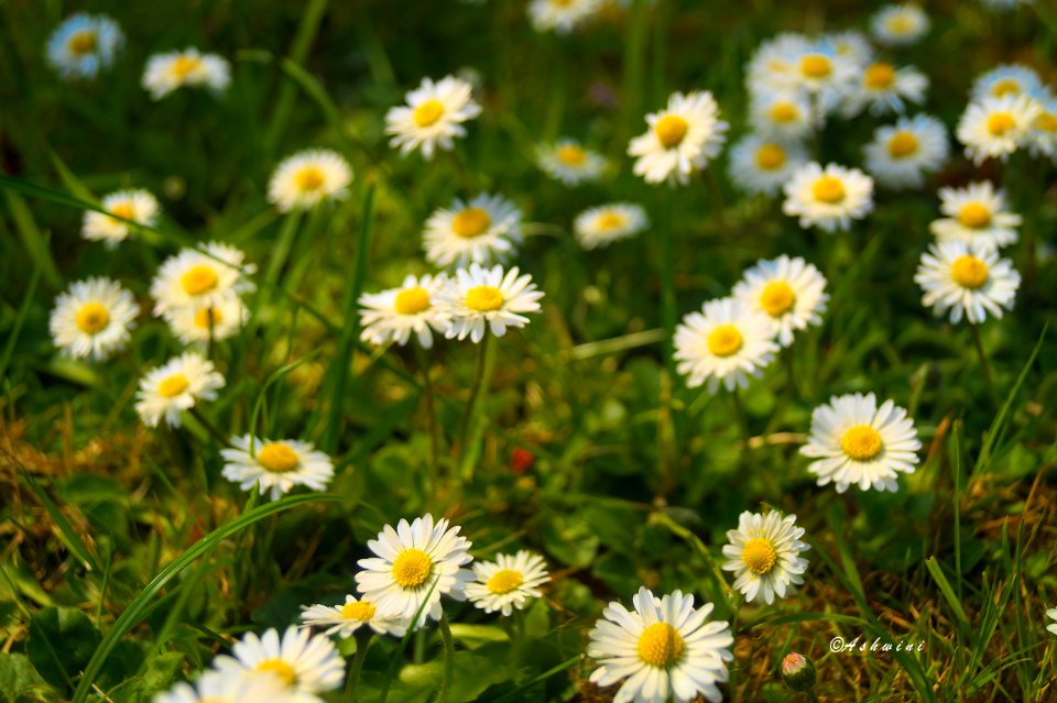 Can't get enough of Daisies!!