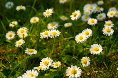 Can't get enough of Daisies!! photo