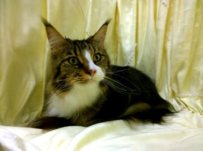 Cat Show