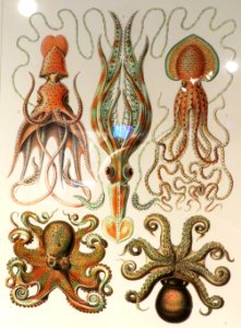 cephalopods 2 photo