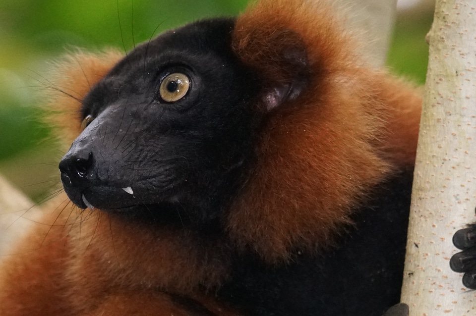 Lemur rainforest red vari