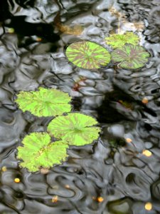 pond with waterlily leaves photo