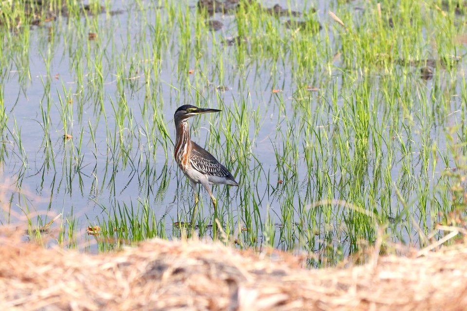 Striated Heron, Butorides striata - 260A3552