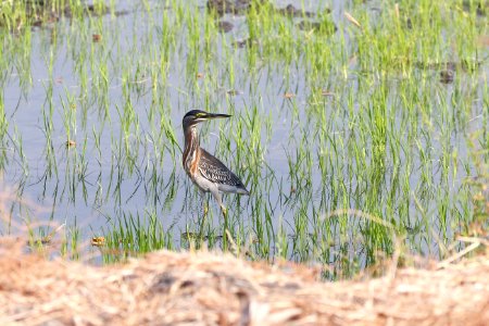 Striated Heron, Butorides striata - 260A3552 photo