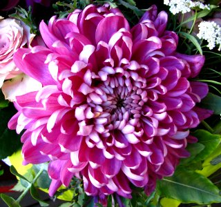 pink chrysanthemum photo