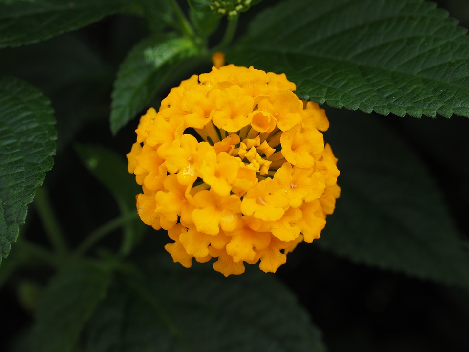 Ornamental plant yellow flower