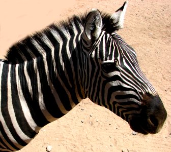 zebra head photo